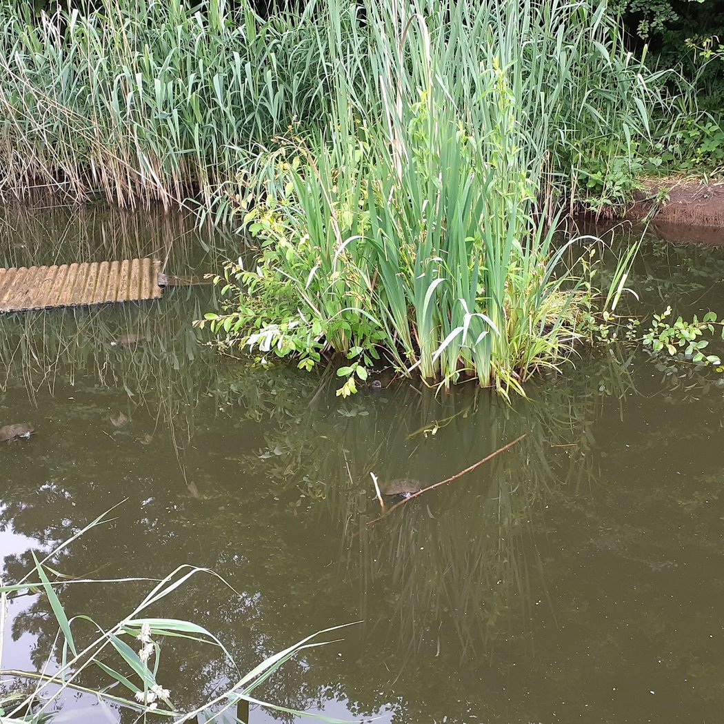 Mare aux Tortues du Parc des Chanteraines 2